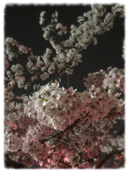 尾張旭市 城山公園の夜桜
